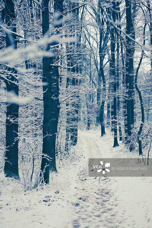 冬季森林中的小径图片素材