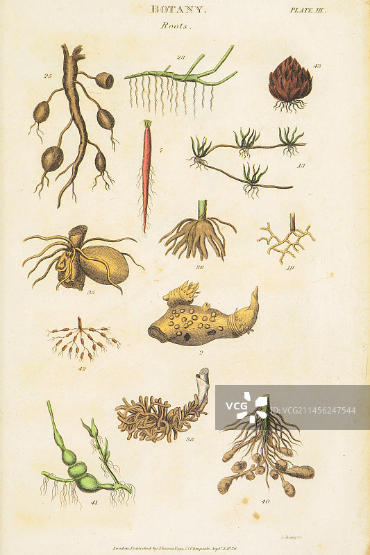 19世纪植物学分类插图图片素材