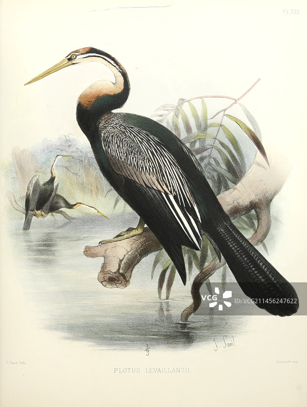 19世纪的非洲蛇鹈插图图片素材