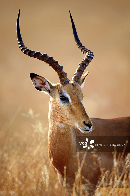 雄性黑斑羚图片素材