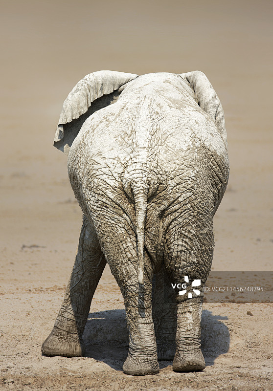 满身泥泞的大象背影图片素材