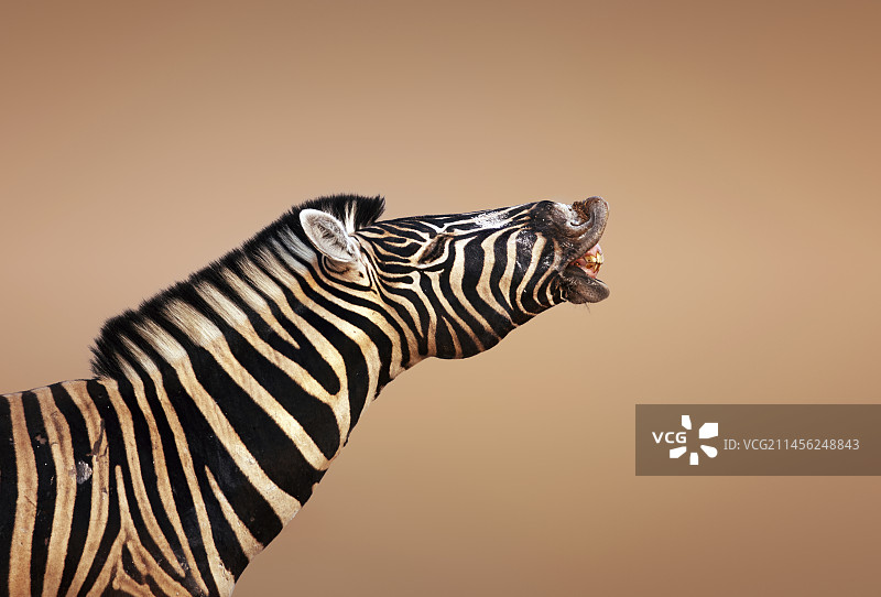 斑马的叫声图片素材