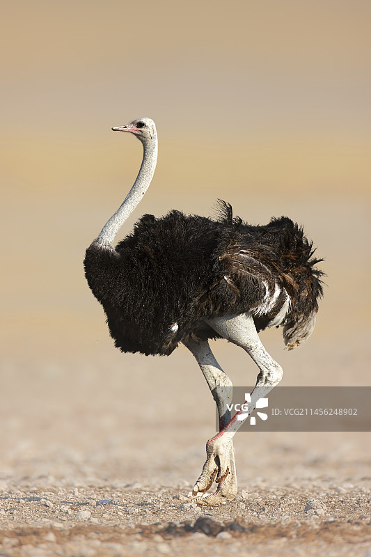 雄性鸵鸟图片素材