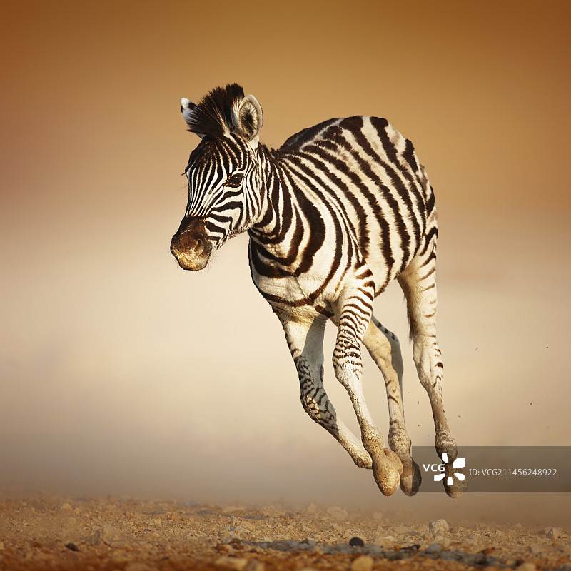 奔跑的斑马幼崽图片素材