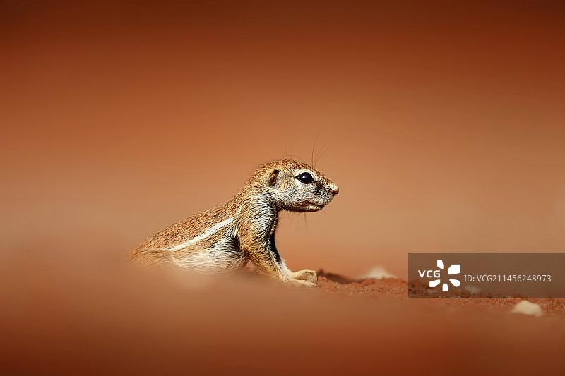 开普地松鼠图片素材