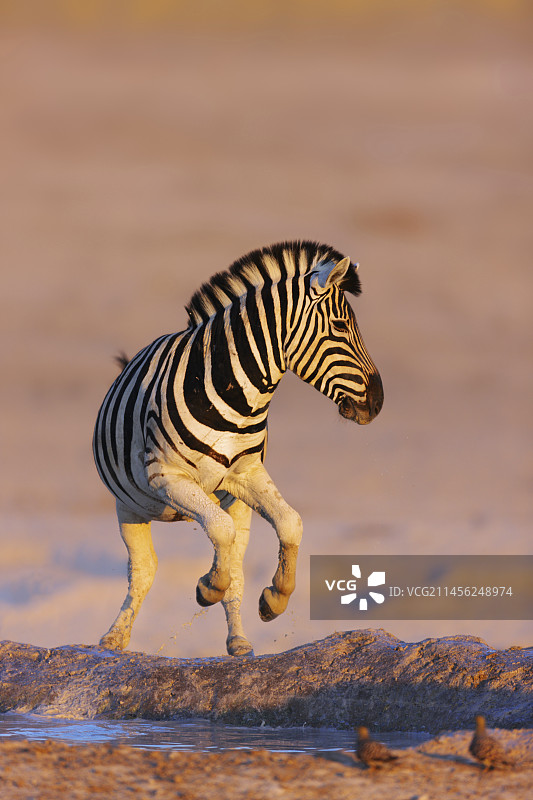 斑马跳离水坑图片素材