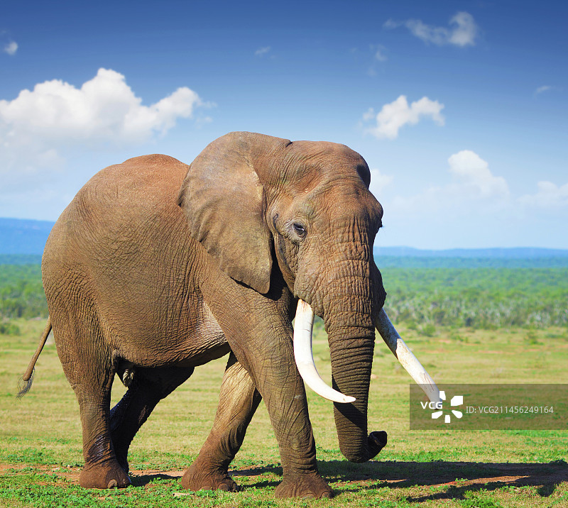 长着大象牙的大象图片素材