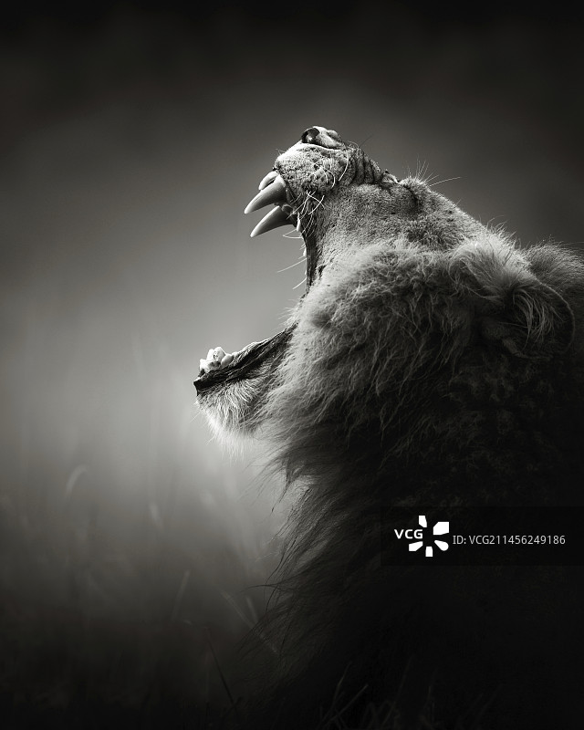 展示牙齿的狮子图片素材