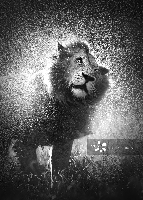 狮子甩动鬃毛，抖落水珠图片素材