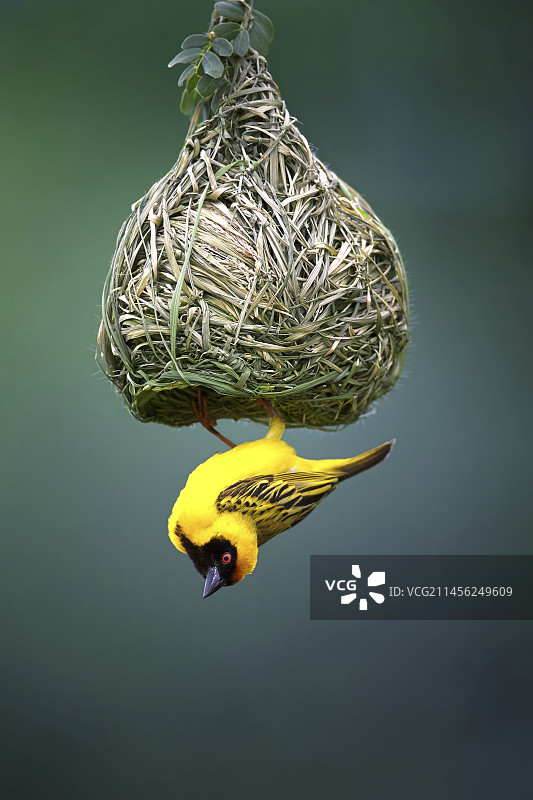 戴着面具的织布鸟在鸟巢图片素材