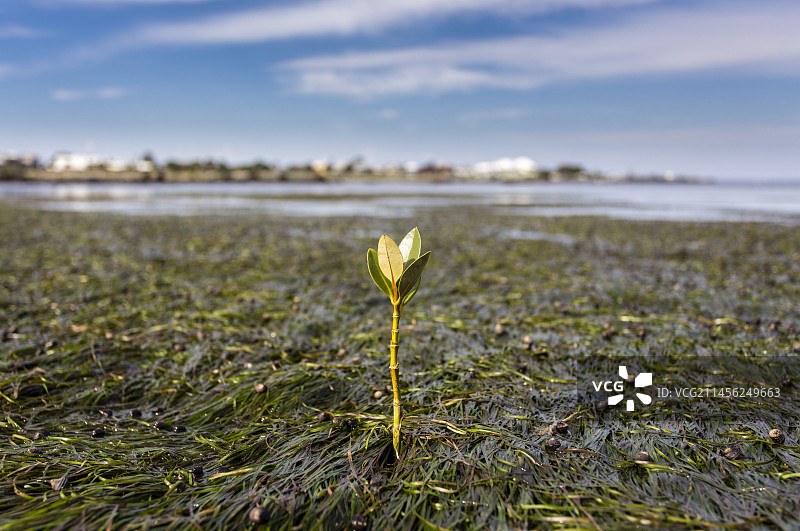生长在海草床中的幼年红树林图片素材