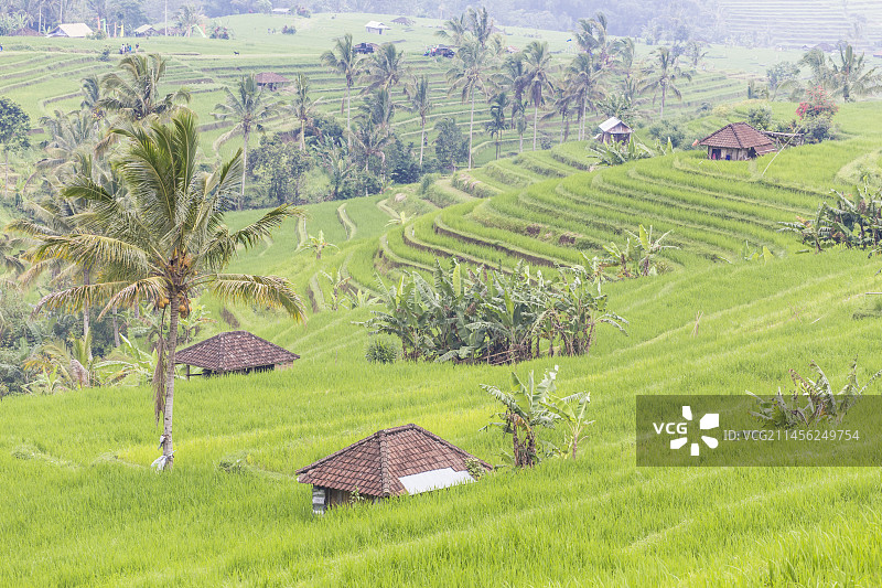 巴厘岛Jatiluwih稻田图片素材