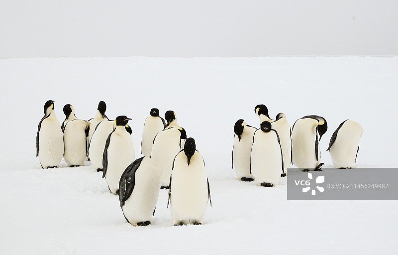 一群帝企鹅图片素材