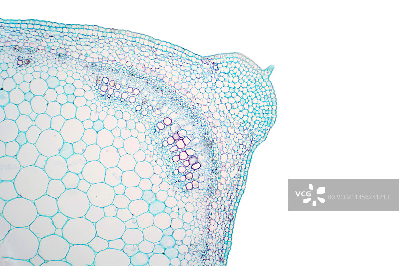 植物茎秆显微照片图片素材