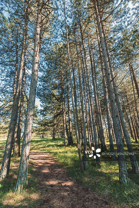 穿行于松树林的小路图片素材