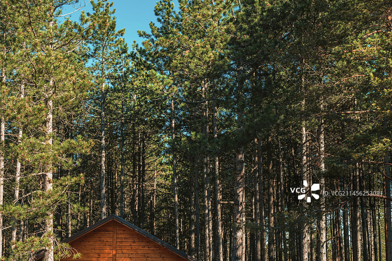 松树林中的木屋图片素材