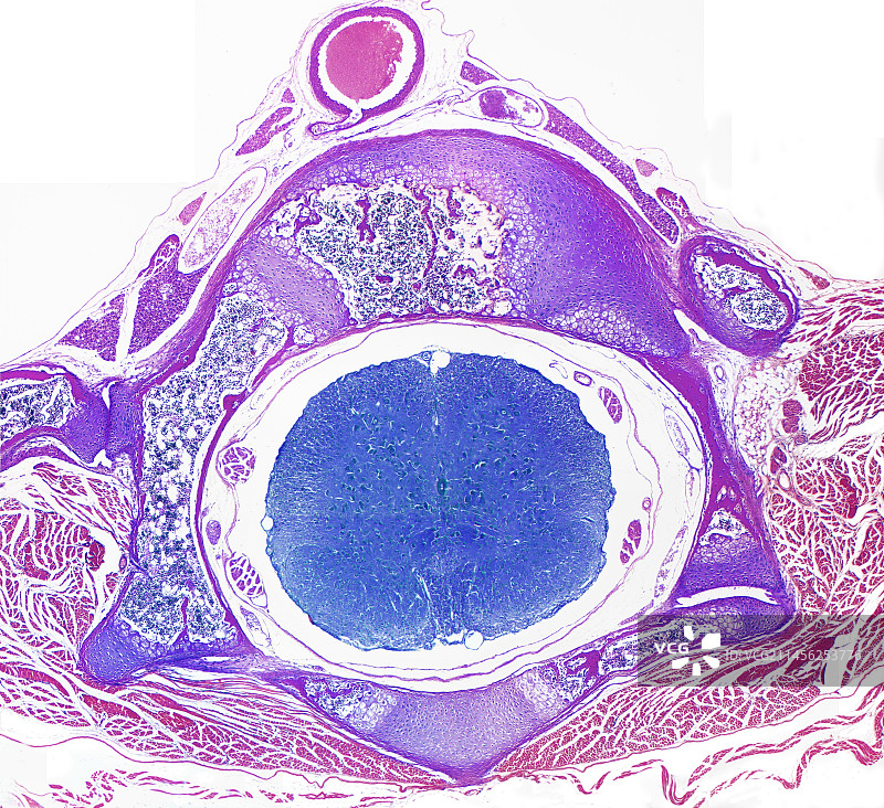 脊柱图片素材