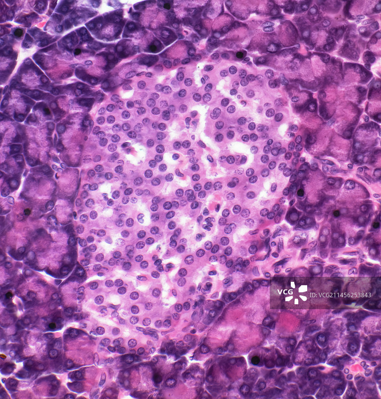 胰岛，光学显微镜图片素材