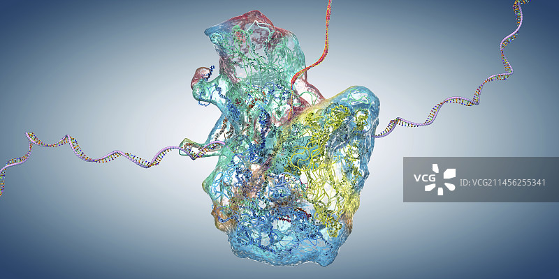 核糖体，图示图片素材