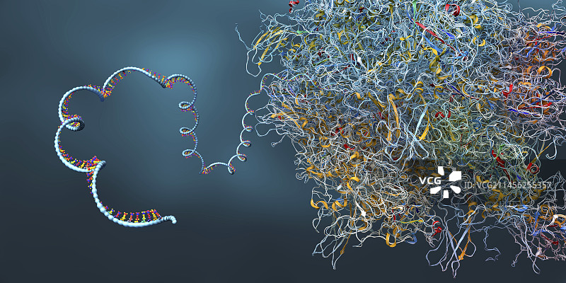 核糖体，图示图片素材
