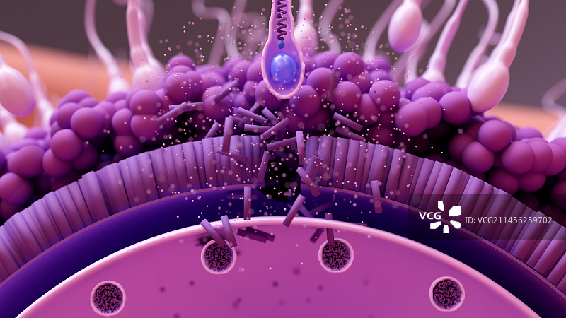精子使卵子受精插画图片素材