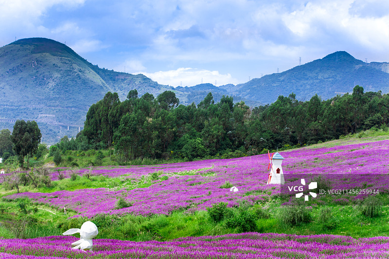 普罗旺斯薰衣草基地 花卉园 薰衣草花海 国庆节 蓝天白云 紫色 风车 海洋 昆明网红打卡地图片素材