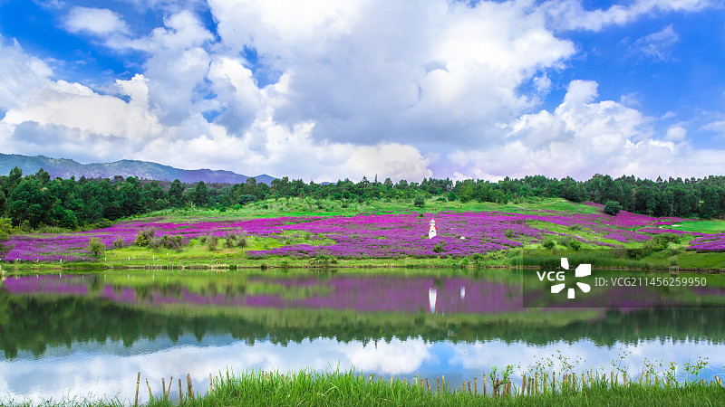 普罗旺斯薰衣草基地 花卉园 薰衣草花海 国庆节 蓝天白云 紫色 风车 海洋 昆明网红打卡地图片素材