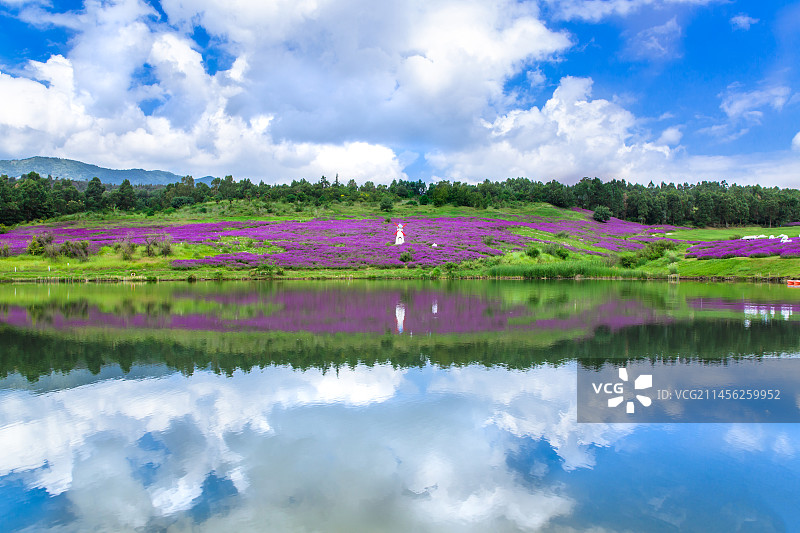 普罗旺斯薰衣草基地 花卉园 薰衣草花海 国庆节 蓝天白云 紫色 风车 海洋 昆明网红打卡地图片素材