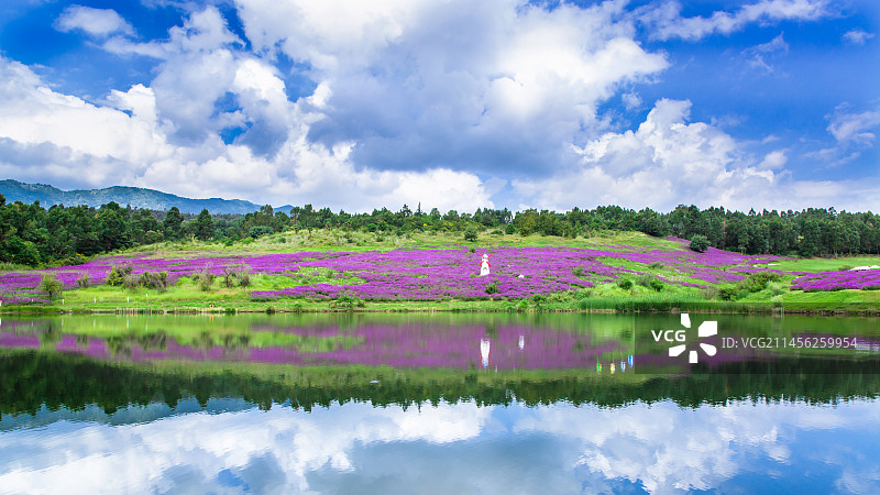 普罗旺斯薰衣草基地 花卉园 薰衣草花海 国庆节 蓝天白云 紫色 风车 海洋 昆明网红打卡地图片素材