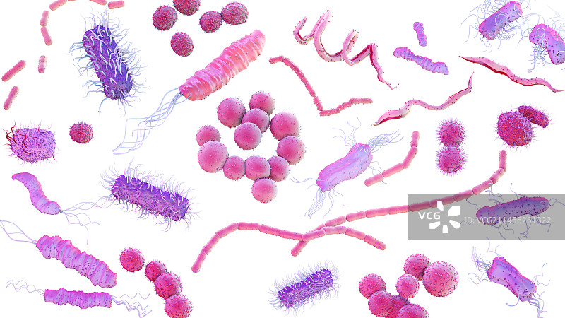 细菌,插图图片素材