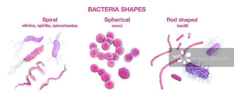 不同类型的细菌形状，图示图片素材