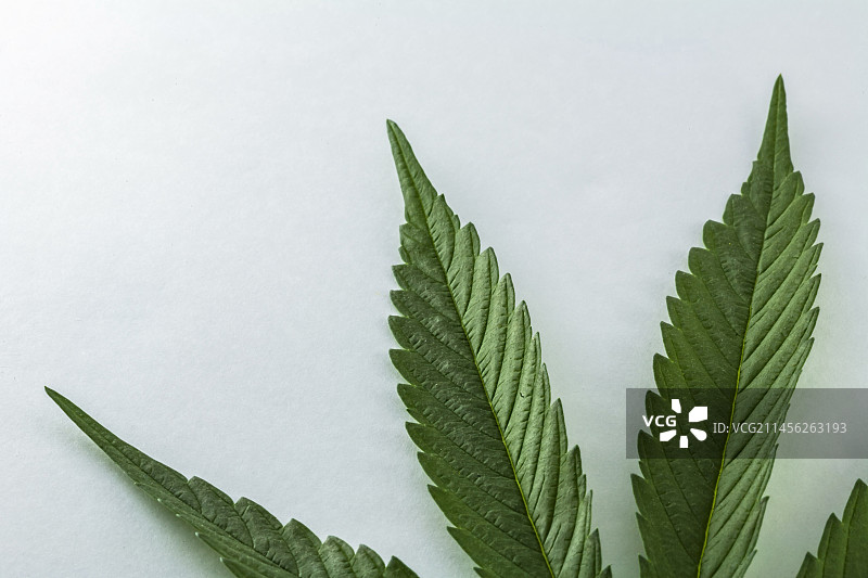 大麻叶图片素材