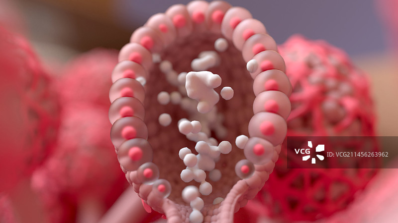 乳腺导管插画图片素材