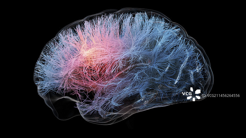 脑部束成像，图示图片素材