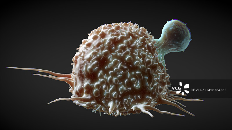 T细胞攻击癌细胞图示图片素材