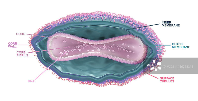 猴痘病毒结构图解图片素材