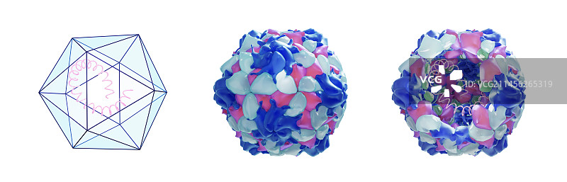 脊髓灰质炎病毒结构示意图图片素材