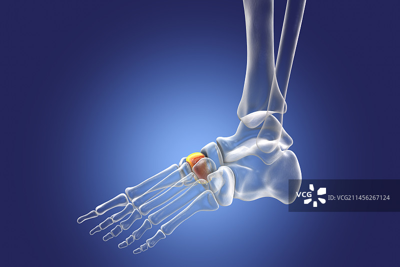 中间楔形骨骼插图图片素材