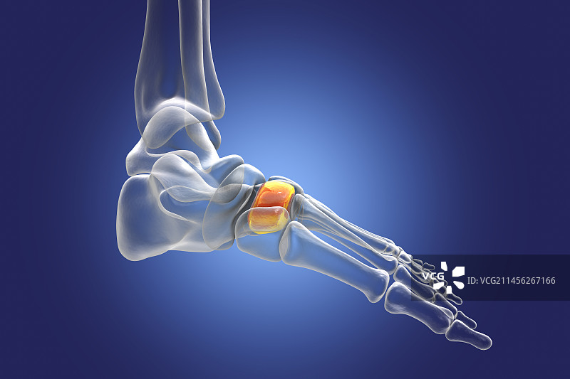 中间楔形骨骼插图图片素材