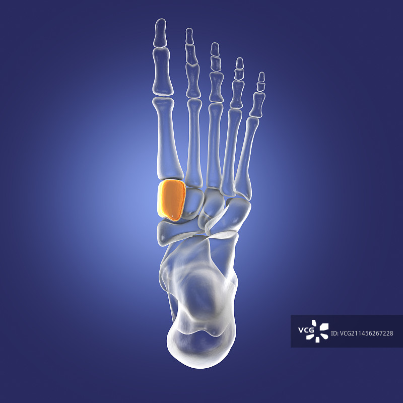 内侧楔骨插图图片素材