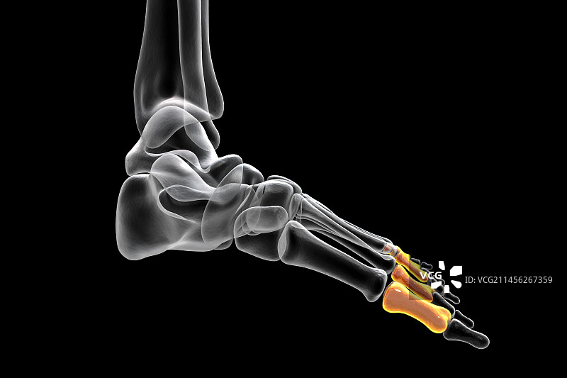 足部近节趾骨插图图片素材