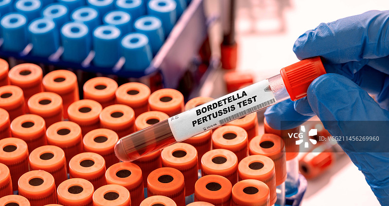 百日咳菌血液检测概念图图片素材