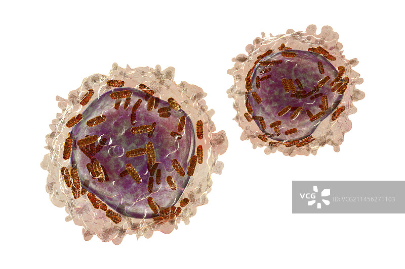 白血病白细胞与线粒体，插图图片素材