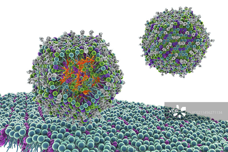 抗病毒siRNA脂质纳米颗粒，图示图片素材