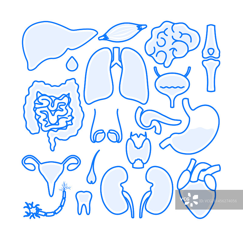 人体器官插图图片素材