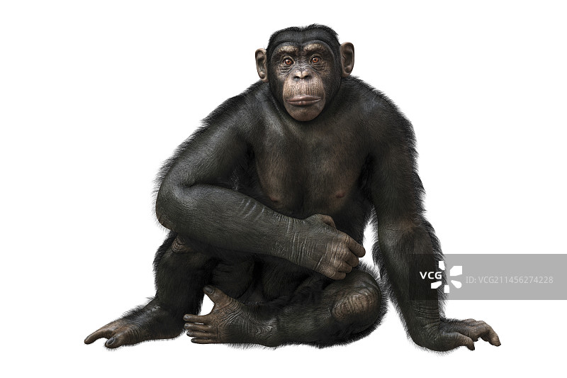 黑猩猩插图图片素材