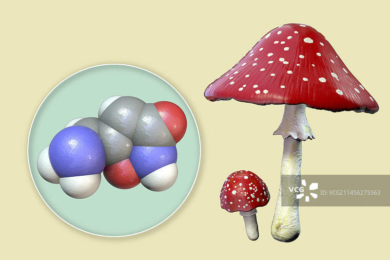 毒蝇伞和蝇蕈醇毒素插图图片素材