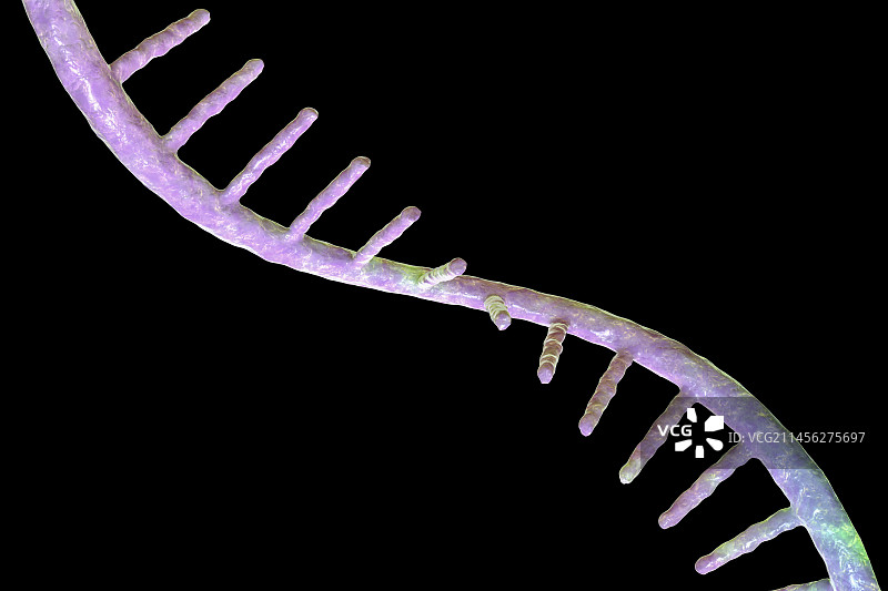 mRNA分子结构示意图图片素材