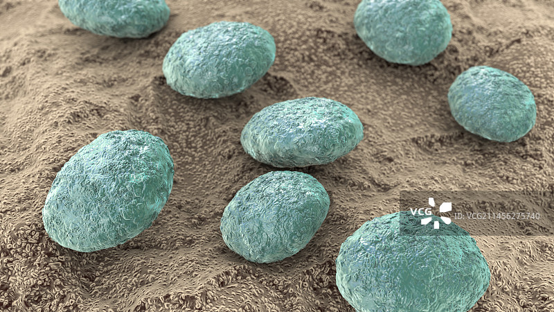 线虫卵插画图片素材