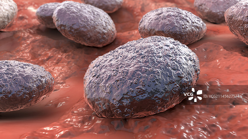 线虫卵插画图片素材